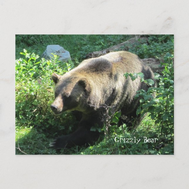 Grizzeller Bär Postkarte (Vorderseite)