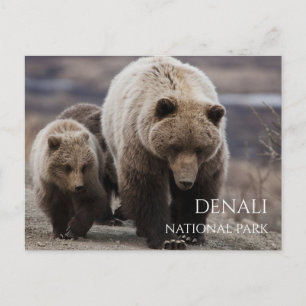 Grizzle Bären Sow, Cubs, Denali National Park, AK Postkarte