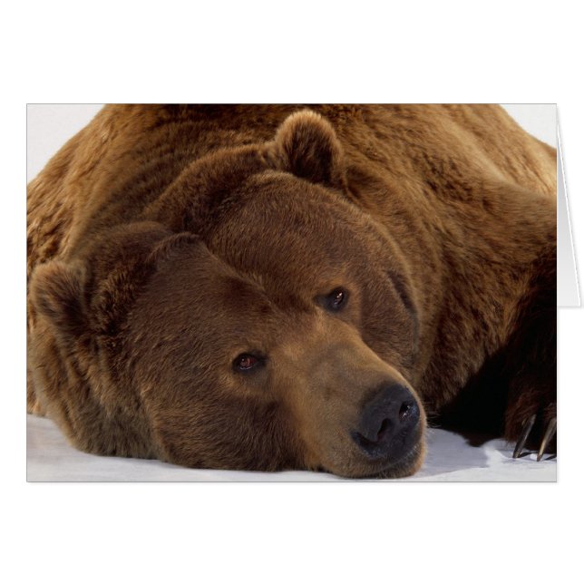 Grizzle Bear (Vorderseite (Horizontal))