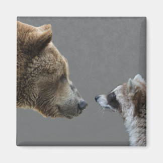 Grizzle Bear trifft Raccoon Magnet