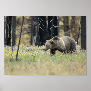 Grizzles Bären im Feld Poster