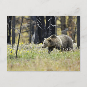 Grizzles Bären in Field im Yellowstone Nationalpar Postkarte