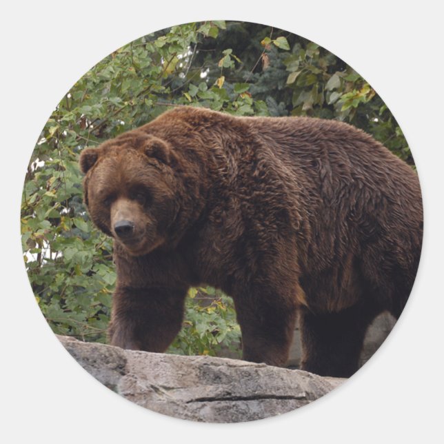 Grizzly-Bär-004 Runder Aufkleber (Vorderseite)