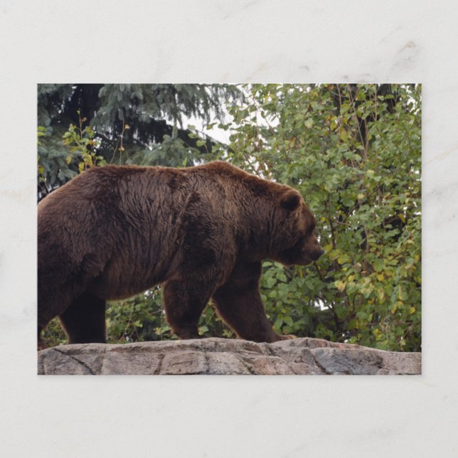 Grizzly-Bär-007 Postkarte (Vorderseite)