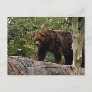 Grizzly-Bär-013 Postkarte