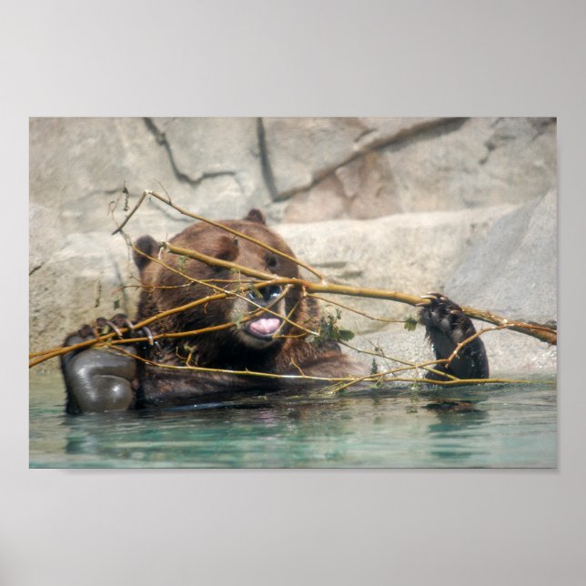 Grizzly Bär spielt im Wasser Poster (Vorne)