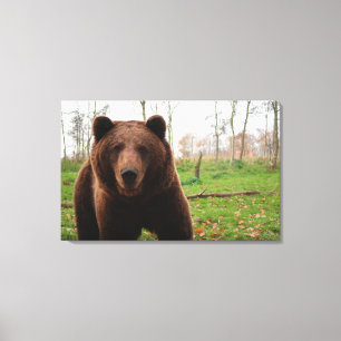 GRIZZLY BÄREN FOTOGRAFIE WRAPPED CANVAS LEINWANDDRUCK