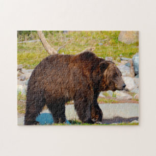Grizzly Bären Montana. Puzzle