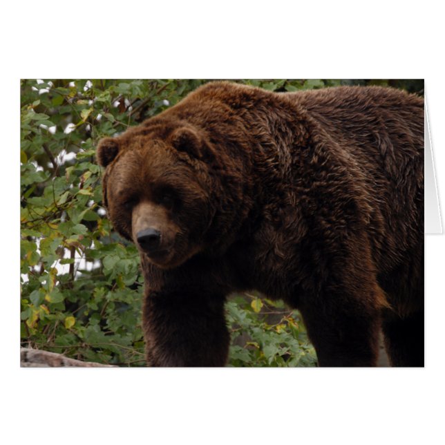 Grizzly Bear-005 Card (Vorderseite (Horizontal))