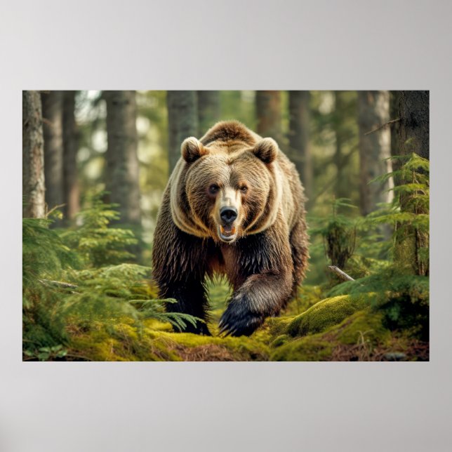 Grizzly Bear Animal Nature Majestic Wild Poster (Vorne)