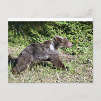 Grizzly Bear auf der Flucht Postkarte