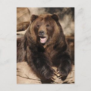 Grizzly Bear Boar Postkarte