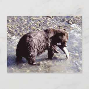 Grizzly bear catching a fish on Vancouver Island Postkarte