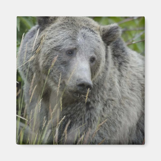 Grizzly_Bear_Fotografy_Art Magnet (Vorne)