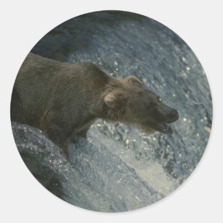 Grizzly Bear Picture Fishing for Lachs Runder Aufkleber
