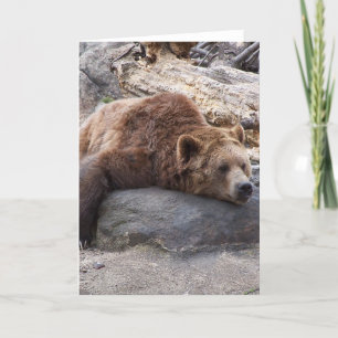 Grizzly Bear Ruhen auf dem Felsen Karte