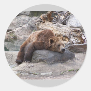 Grizzly Bear Ruhen auf dem Felsen Runder Aufkleber