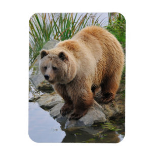 Grizzly Bear Wildlife Animal Fotografie Magnet