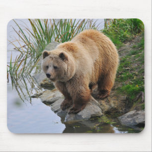 Grizzly Bear Wildlife Animal Fotografie Mousepad