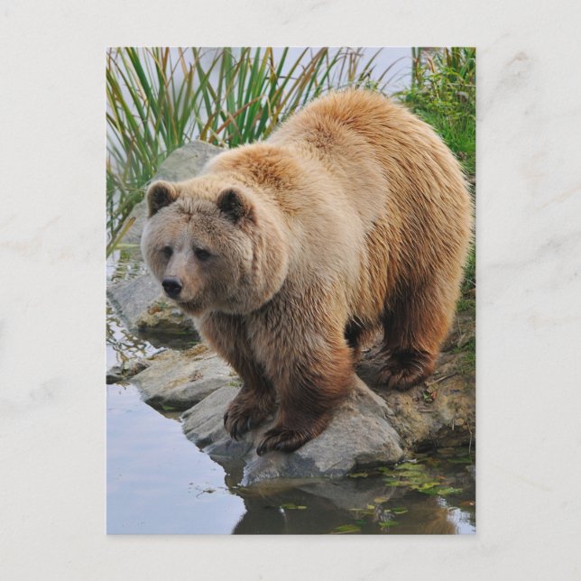 Grizzly Bear Wildlife Animal Fotografie Postkarte (Vorderseite)