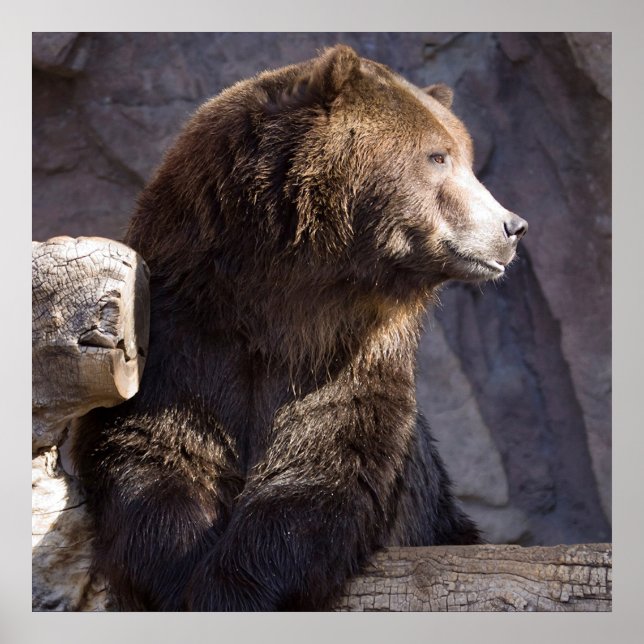 Grizzly Brown Bär, Naturewall Poster (Vorne)