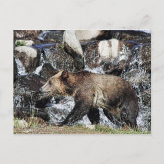 Grizzly Cub Postkarte