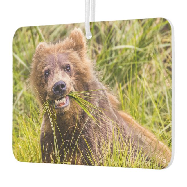 Grizzly cuzing, Alaska Autolufterfrischer (Links)