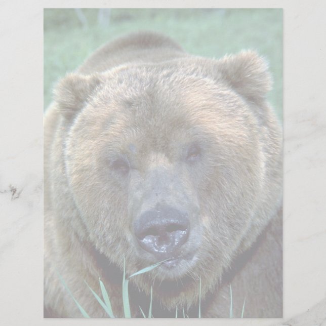 Grizzlybär (Vorderseite)