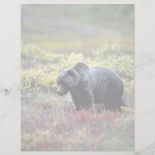 Grizzlybär