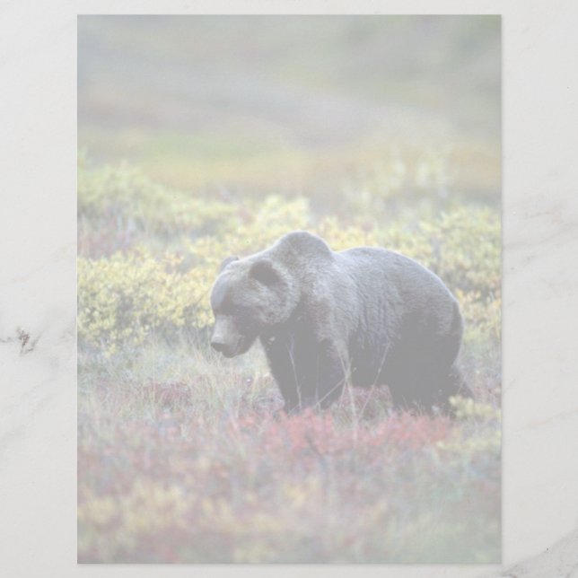 Grizzlybär (Vorderseite)