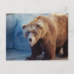Grizzlybär 1 postkarte