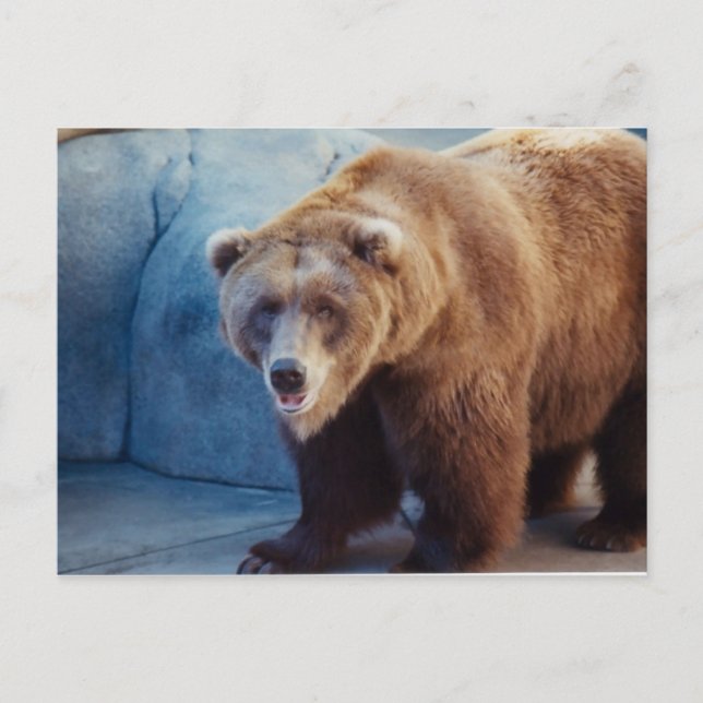 Grizzlybär 1 postkarte (Vorderseite)