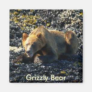 Grizzlybär Art Magnet