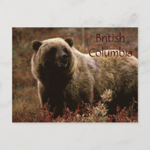 Grizzlybär aus Britisch-Kolumbien Postkarte