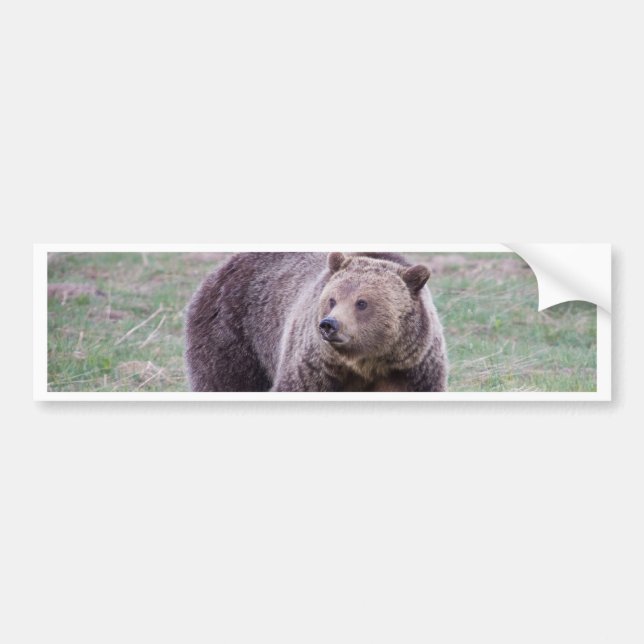 Grizzlybär Autoaufkleber (Vorne)