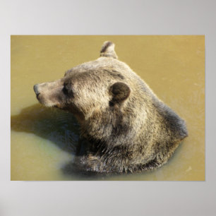 Grizzlybär beim Schwimmen Poster