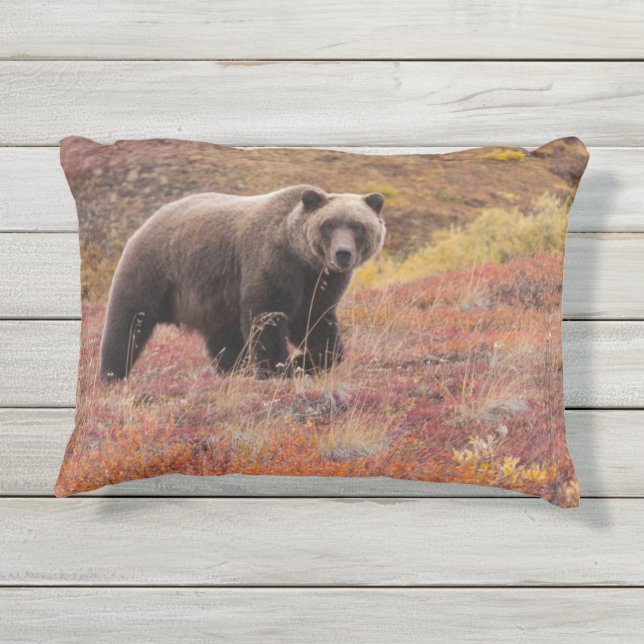 Grizzlybär bewegt sich durch Herbstfarben in Alask Kissen Für Draußen (Rückseite)