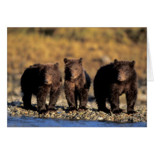 Grizzlybär, Braunbär, Junge, Katmai-National