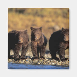 Grizzlybär, Braunbär, Junge, Katmai-National Magnet