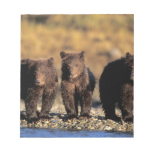 Grizzlybär, Braunbär, Junge, Katmai-National Notizblock