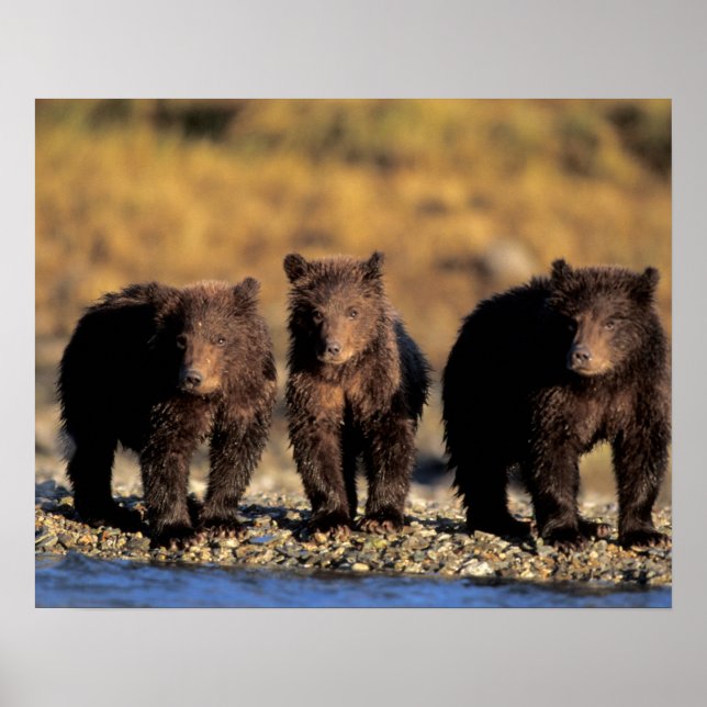 Grizzlybär, Braunbär, Jungen, Katmai National Poster (Vorne)