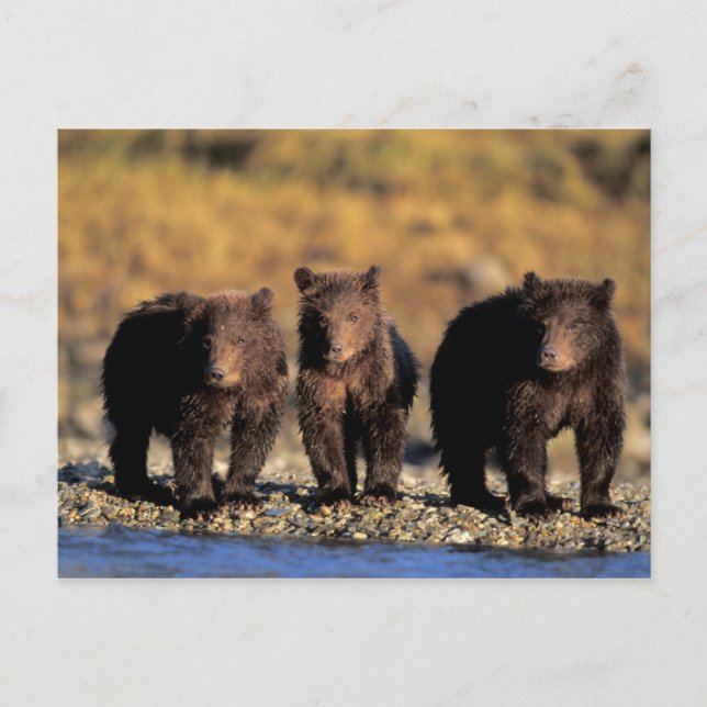 Grizzlybär, Braunbär, Jungen, Katmai National Postkarte (Vorderseite)
