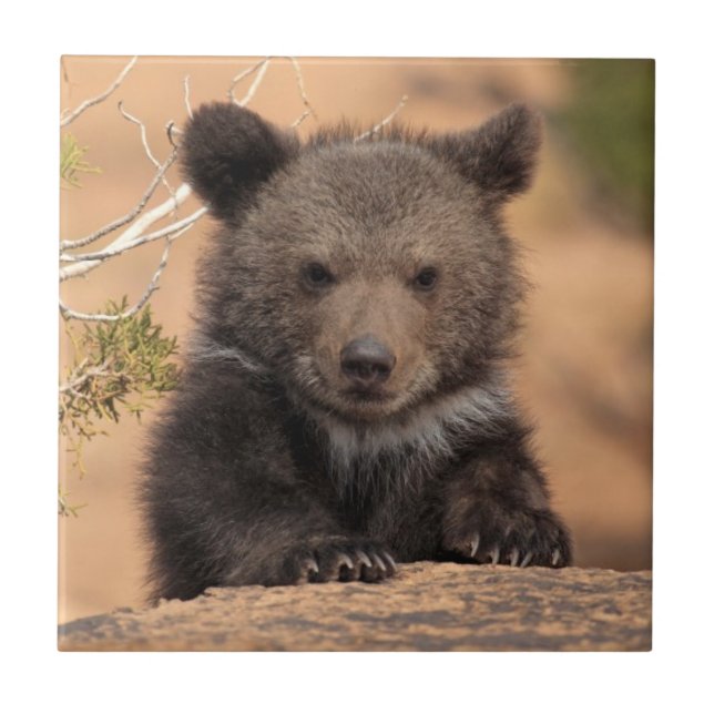 Grizzlybär CUB Fliese (Vorderseite)