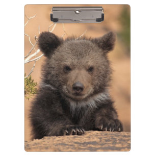 Grizzlybär CUB Klemmbrett