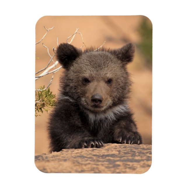 Grizzlybär Cub Magnet (Vertikal)