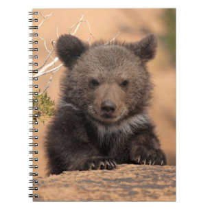 Grizzlybär CUB Notizblock