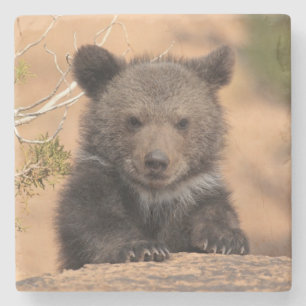 Grizzlybär CUB Steinuntersetzer