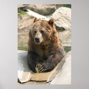 Grizzlybär großes Poster 2