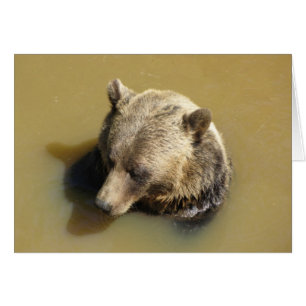 Grizzlybär im Wasser
