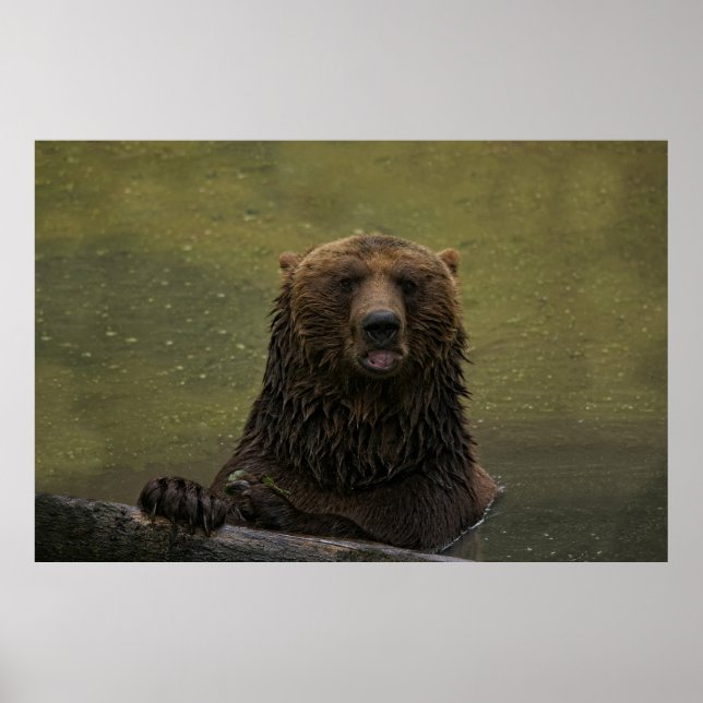 Grizzlybär im Wasser Poster (Vorne)